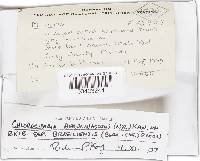 Chlorociboria aeruginascens image