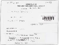 Tatraea macrospora image