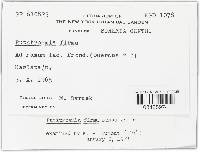 Rutstroemia firma image