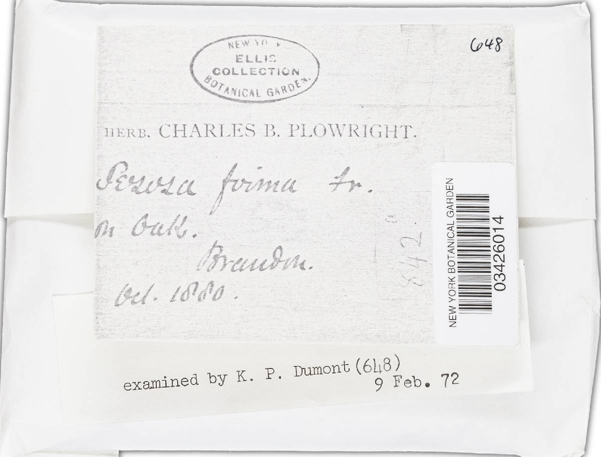 Rutstroemia firma image