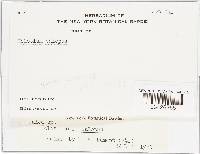 Rutstroemia calopus image