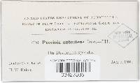 Puccinia subnitens image