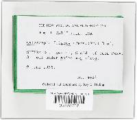 Caloscypha fulgens image