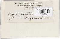 Image Associated With the Occurrence