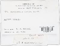 Media resource of Ascophanus flavus