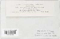 Drepanopeziza populi-albae image