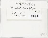 Caloscypha fulgens image