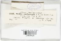 Geopyxis carbonaria image