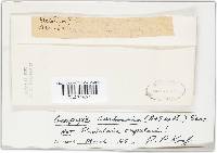 Geopyxis carbonaria image