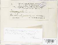 Geopyxis carbonaria image