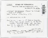 Media resource of Humaria velenovskyi