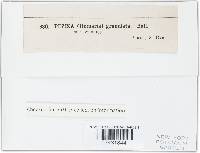 Cheilymenia granulata image