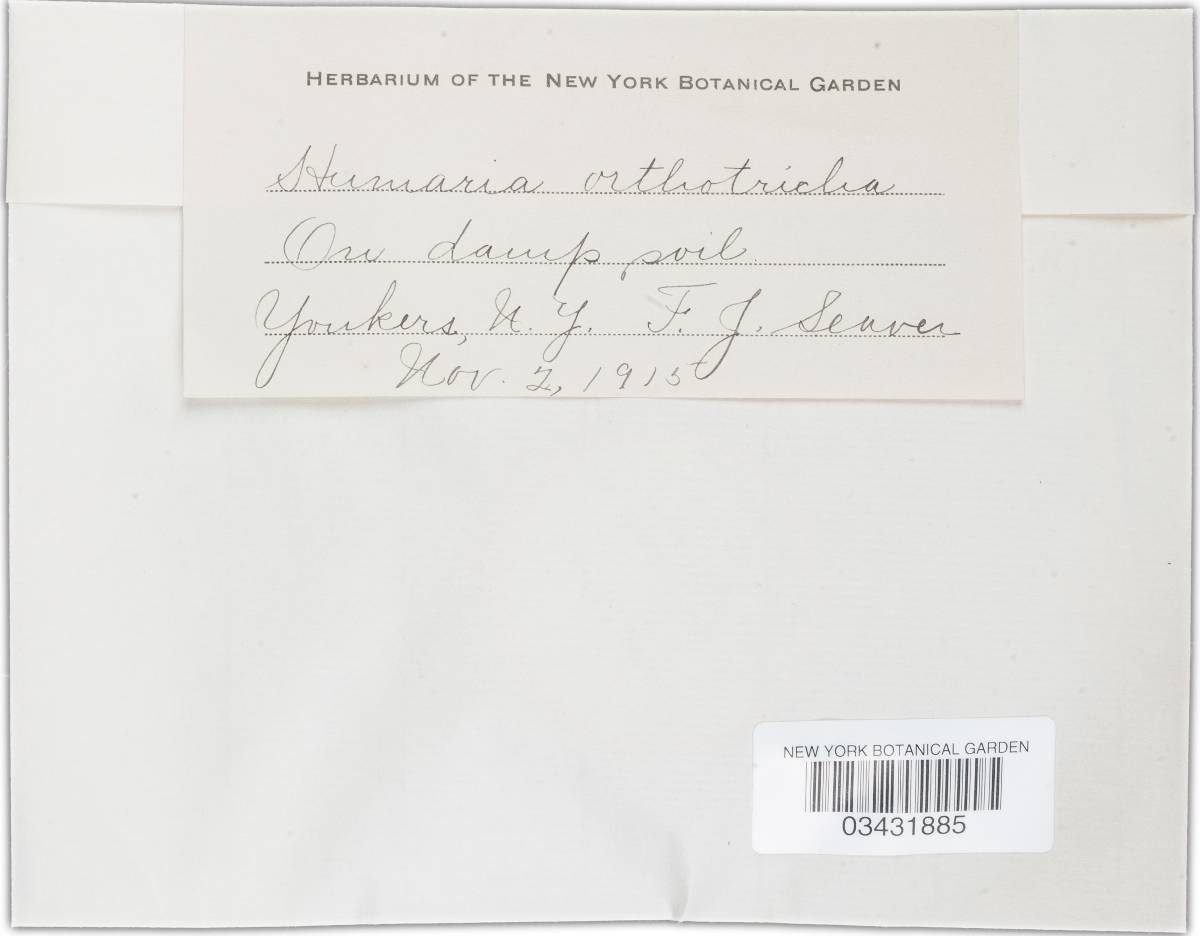 Humarina orthotricha image