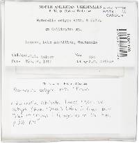 Ravenelia echinata image