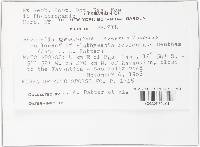 Ravenelia geminipora image