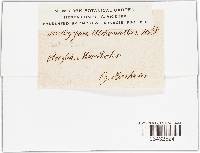 Trachyspora intrusa image