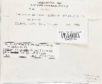 Tranzschelia discolor image