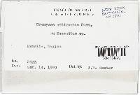 Thumbnail image of current specimen