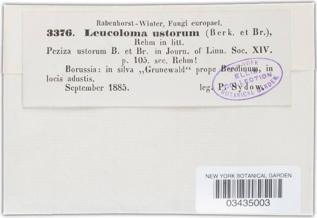 Humaria ustorum image