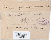 Humaria ustorum image