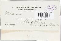 Otidea leporina image