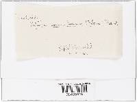 Xylaria cornu-damae image