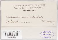 Cheilymenia theleboloides image