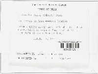 Diplocarpon rosae image