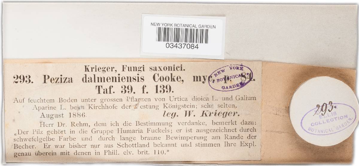 Cheilymenia theleboloides image