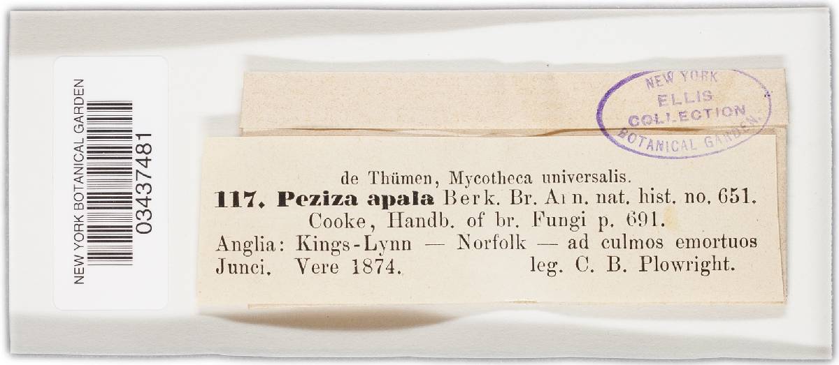 Lachnum apalum image