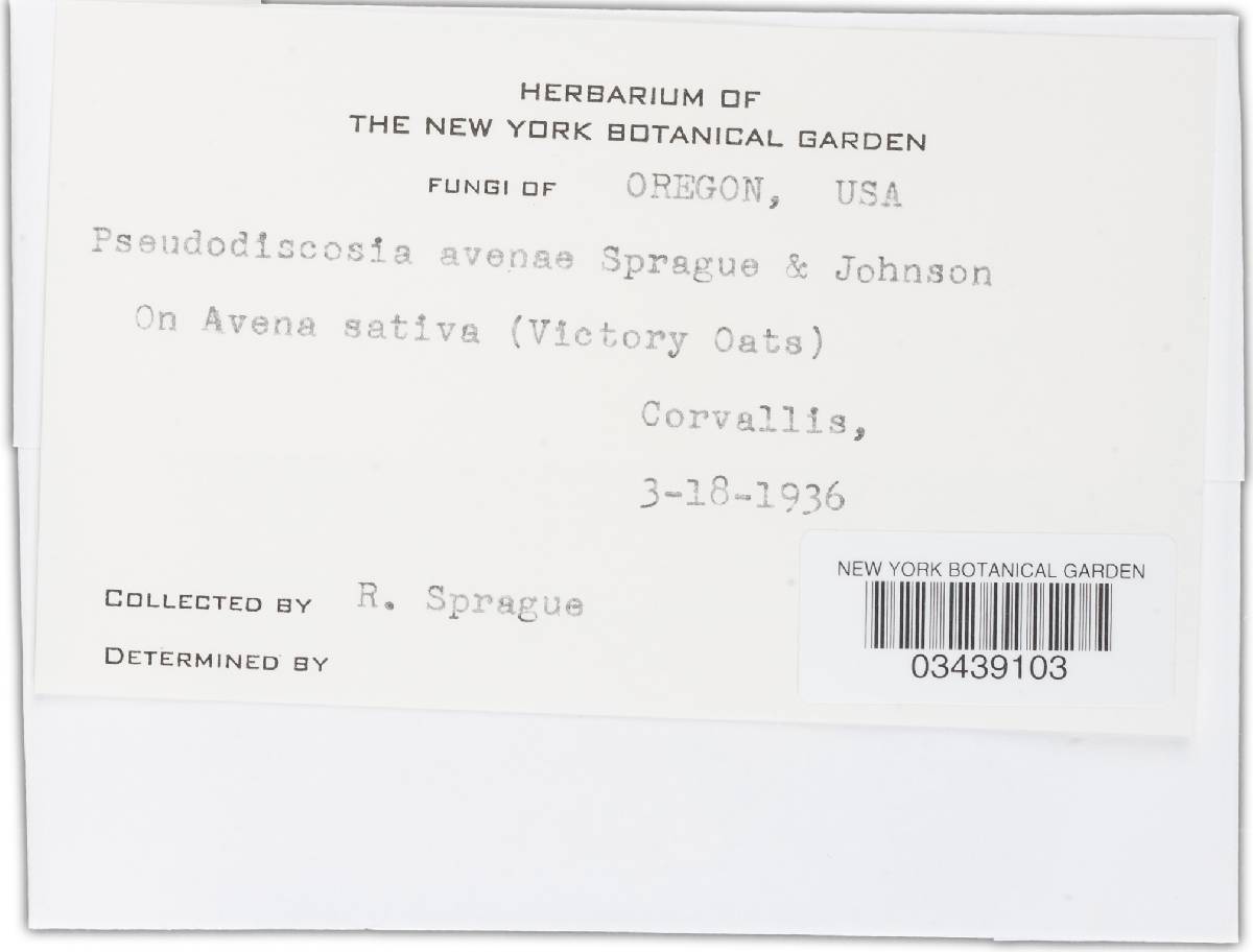 Pseudodiscosia avenae image