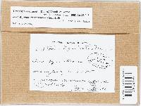 Stamnaria persoonii image