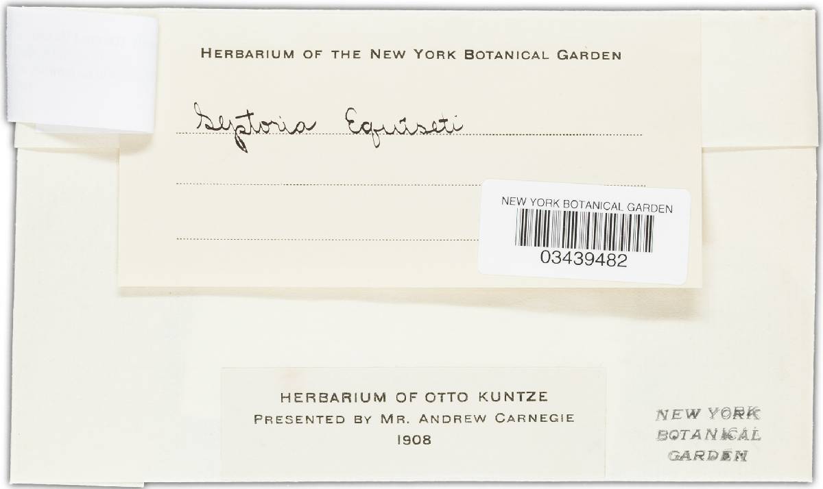 Stamnaria persoonii image