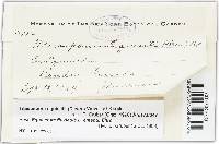 Stamnaria persoonii image