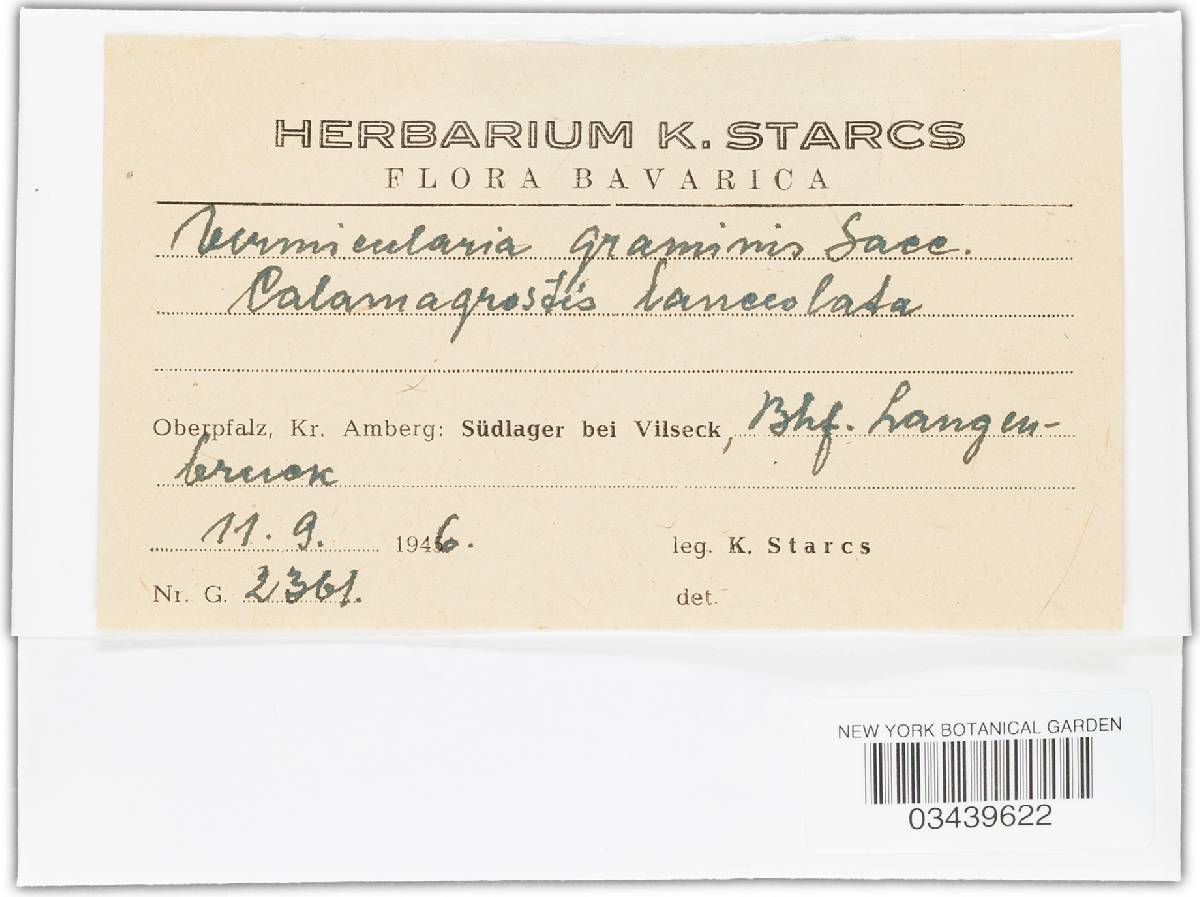 Vermicularia graminicola image