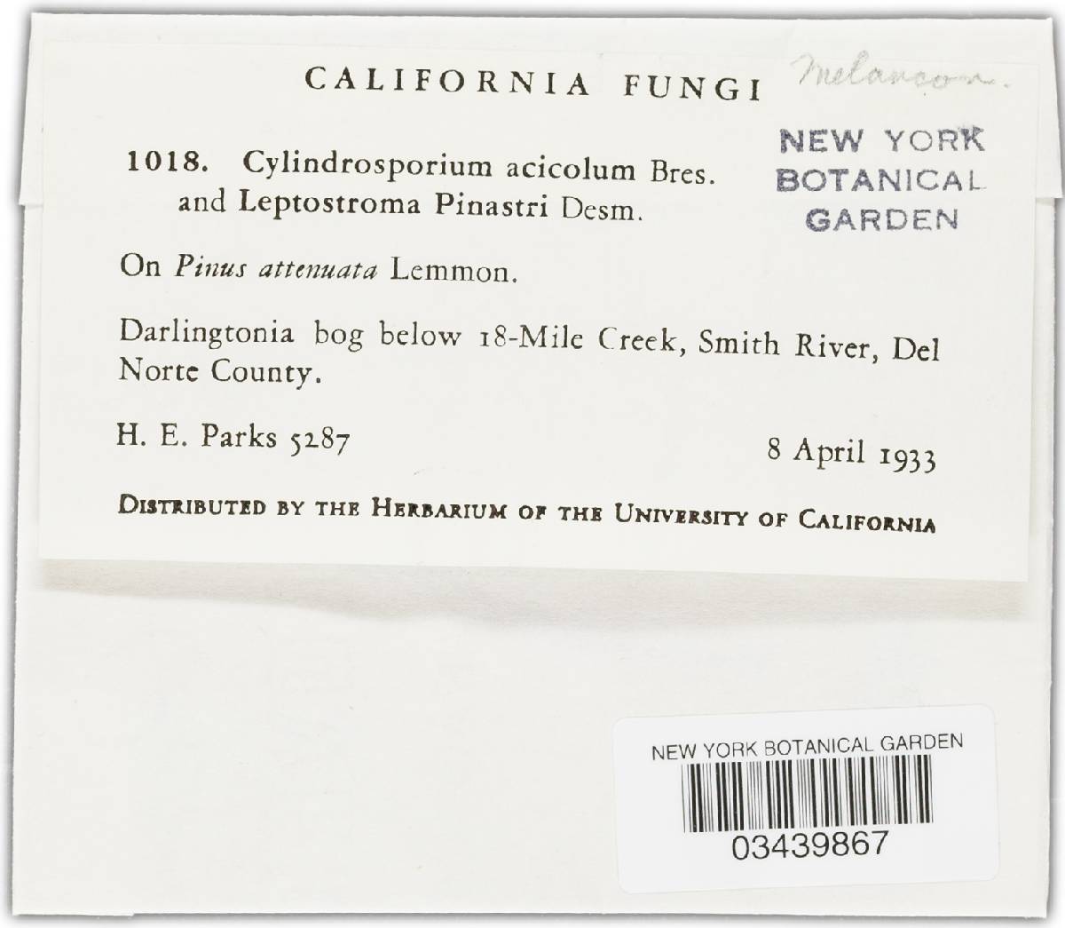Cylindrosporium acicola image
