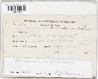 Aschersonia cubensis image