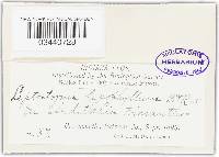 Leptostroma hypophyllum image