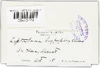 Leptostroma hypophyllum image