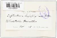 Leptostroma hypophyllum image