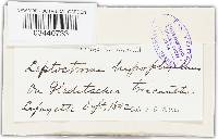 Leptostroma hypophyllum image