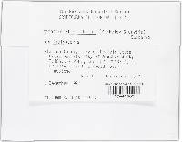 Leptostromella filicina image