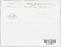 Leptostromella filicina image