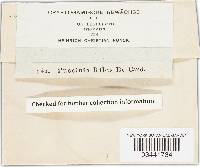 Puccinia ribis image