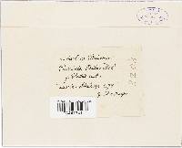 Puccinia ribis image