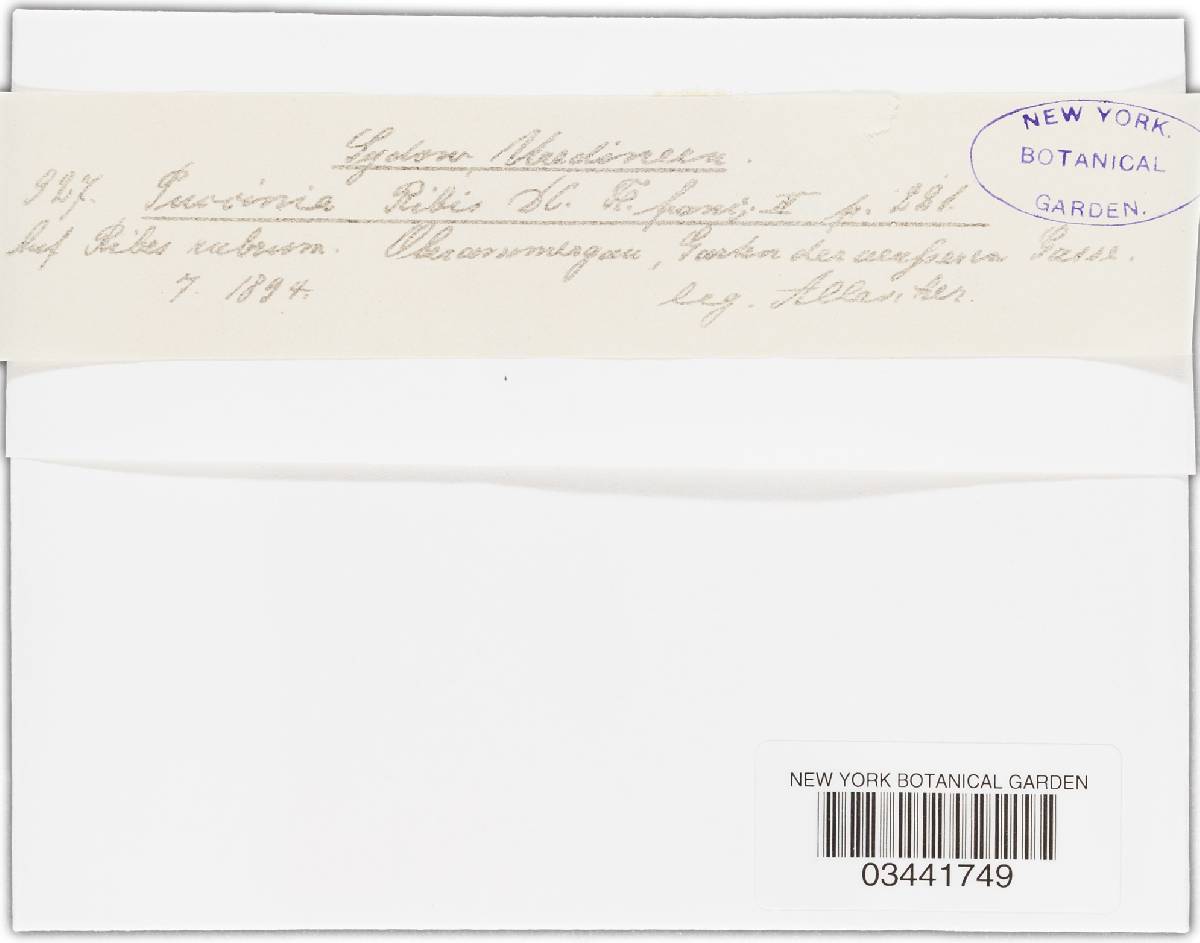 Puccinia ribis image