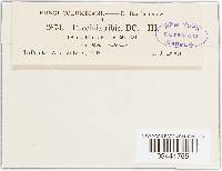 Puccinia ribis image