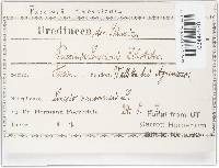 Puccinia glomerata image