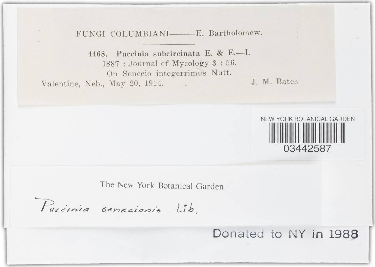 Puccinia glomerata image