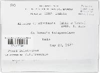 Puccinia glomerata image